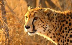 cheetah 202x84